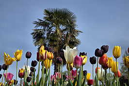 Bernhard Saalfeld - Tulpenpracht 2023 (5v9)